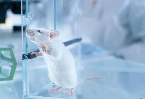 告別惡臭，守護(hù)呼吸健康，全面凈化動物實(shí)驗(yàn)室空氣環(huán)境